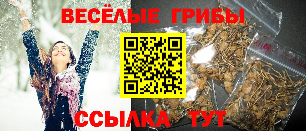 Псилоцибиновые грибы GOLDEN TEACHER  Вход с VPN  Черногорск 